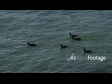 Black Ducks 1708